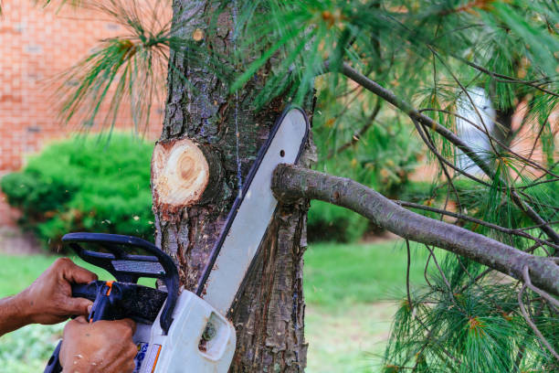 Best Tree Removal Services  in North Arlington, NJ